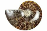 Polished Cretaceous Ammonite (Cleoniceras) Fossil - Madagascar #312181-1